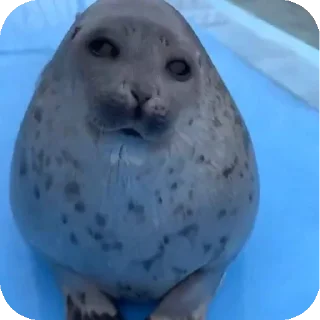 🐦