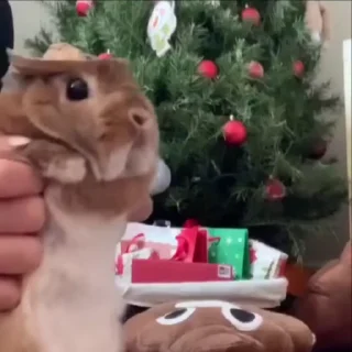 🐰