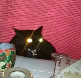 😼