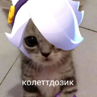 😽