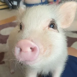 🥰