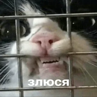 👿