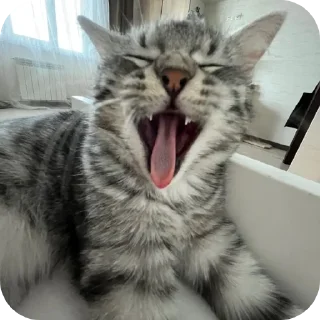 🐱