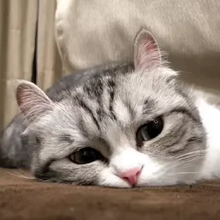 😺
