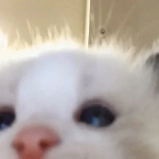 🖇
