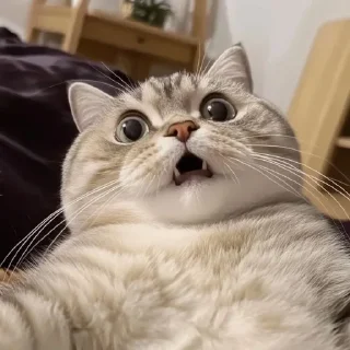 🤩