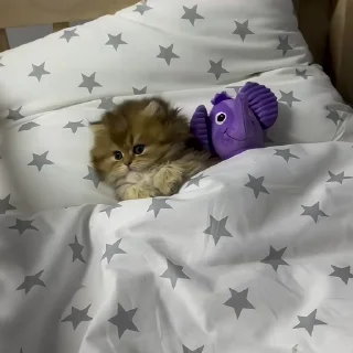 🐈‍⬛️