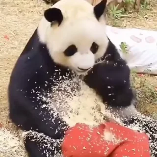 🤪