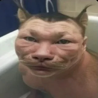 🐱