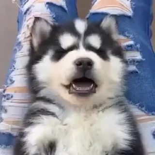 💤