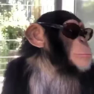 🐵