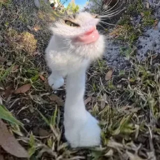 🌟