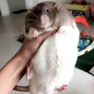 🥯