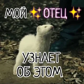 🐻‍❄️