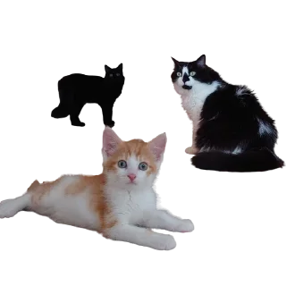 👥