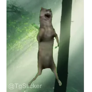 🐺