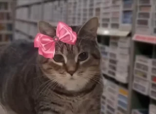 🐈