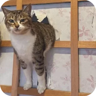 🐱