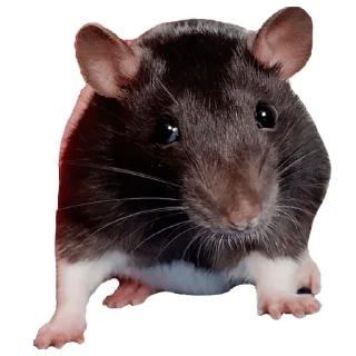 🐀