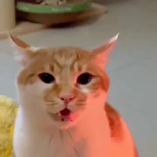 🐈
