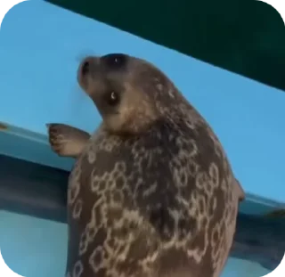 🥺
