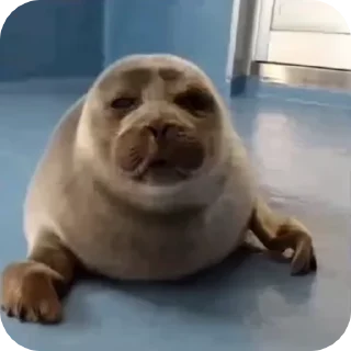 🦭