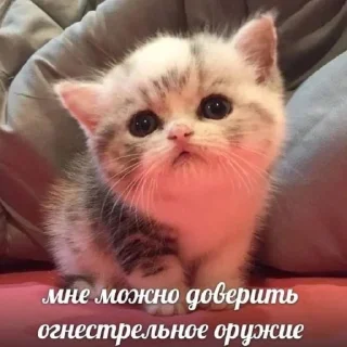 🐱