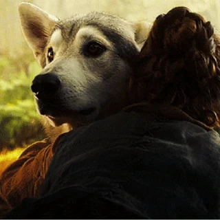 🐺