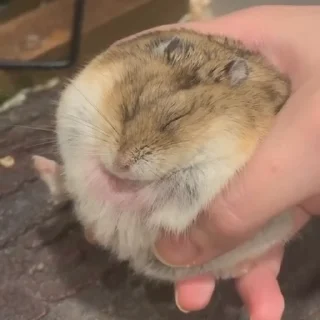 🐭