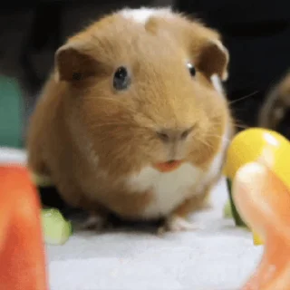 🐹