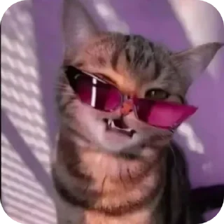 🐱