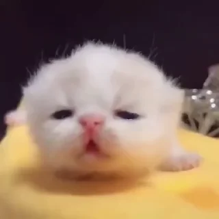 😻