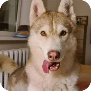🐶