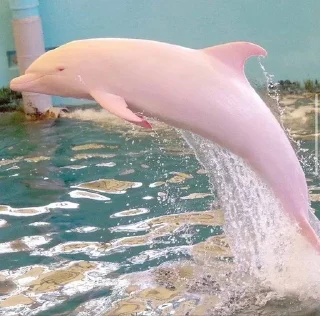 🐬