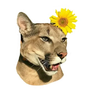 🌼