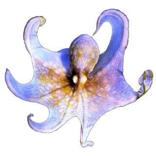 🦑