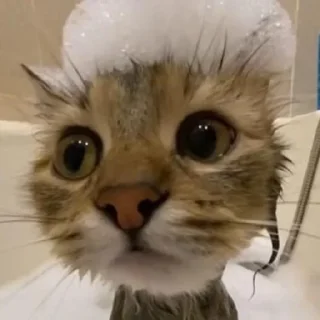 🐈