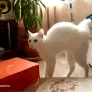 🐱