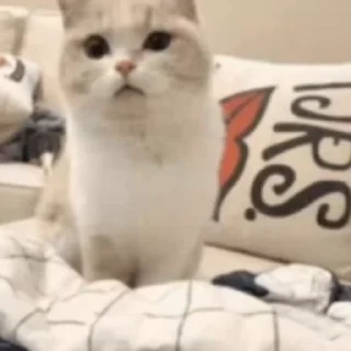 🐈