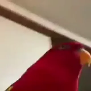 🦜