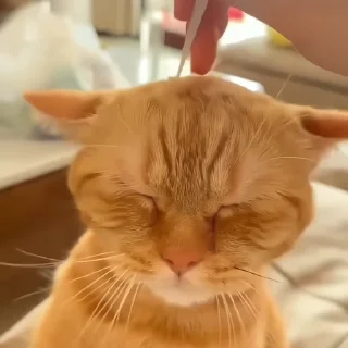🐈‍⬛️