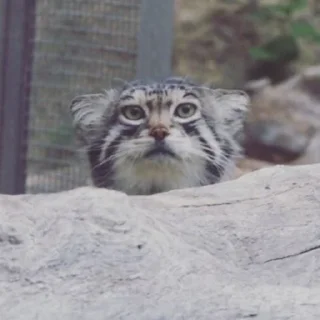 👀