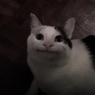🐈‍⬛