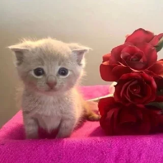 🥺