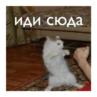 🥊