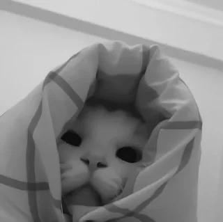 🐈‍⬛️