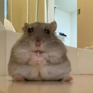 🐹