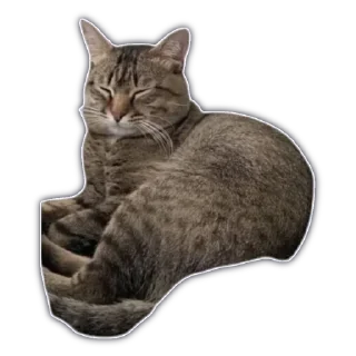 🐈