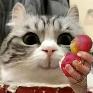 🍎