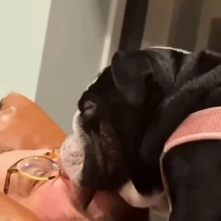 🐩